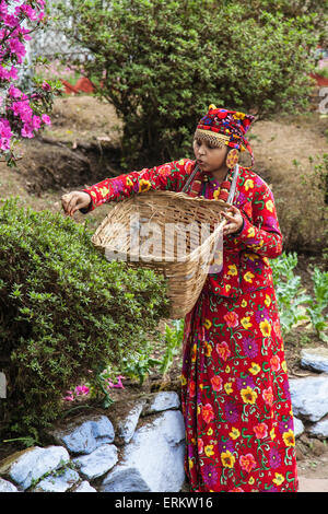 Abitante di Darjeeling vestito in abiti tipici raccoglie le foglie di tè dal suo paese per fare infusi, Darjeeling, India, Asia Foto Stock