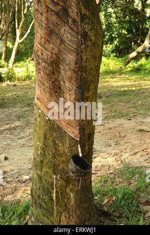 La maschiatura di gomma su Koh Mook, Thailandia, Sud-est asiatico, in Asia Foto Stock