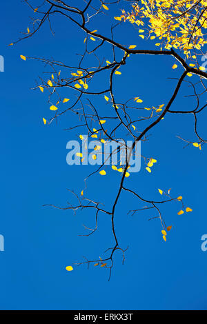 Giallo foglie aspen contro un cielo blu in autunno, Grand Mesa National Forest, Colorado, Stati Uniti d'America Foto Stock