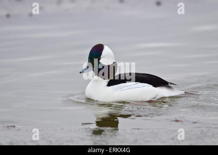 Bufflehead (Bucephala albeola), maschio, Bosque del Apache National Wildlife Refuge, nuovo Messico, Stati Uniti d'America Foto Stock