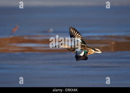 Northern mestolone (Anas clypeata) in volo, Bosque del Apache National Wildlife Refuge, nuovo Messico, Stati Uniti d'America Foto Stock