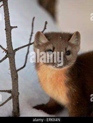 American marten (martora) (Martes americana) nella neve, il Parco Nazionale di Yellowstone, Wyoming, Stati Uniti d'America Foto Stock