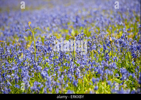 Llandrindod Wells, Powys, Regno Unito. Il 4 giugno 2015. Bluebells sono ancora fioritura su un bel giorno caldo e soleggiato in Galles Centrale. Credito: Graham M. Lawrence/Alamy Live News. Foto Stock