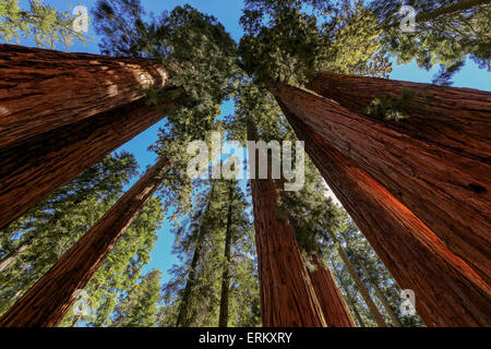 Giganteschi alberi di sequoia closeup in Sequoia National Park, California, Stati Uniti d'America Foto Stock