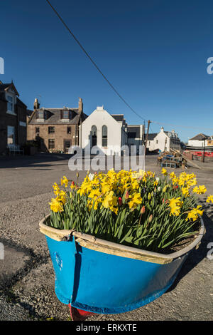 Barca di Narcisi a Johnshaven sulla costa di Aberdeenshire in Scozia. Foto Stock