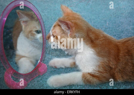 Tabby kitten guardando il riflesso dello specchio. Foto Stock