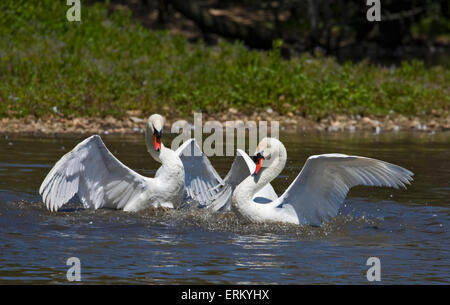 Cigni (Cygnus olor) sparring, Abbotsbury Swannery, Dorset, Inghilterra Foto Stock