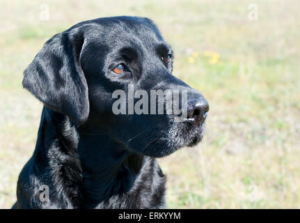 Close up di black Labrador cane . Ritratto. Foto Stock