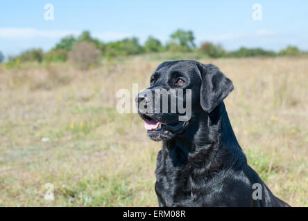 Close up di black Labrador cane . Ritratto. Foto Stock