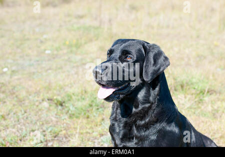 Close up di black Labrador cane . Ritratto. Foto Stock