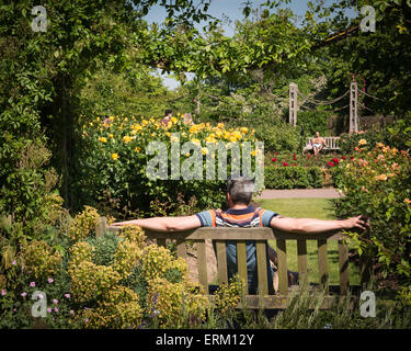 Londra, Regno Unito. Il 4 giugno, 2015. Regno Unito: Meteo ai visitatori di Queen Mary's Gardens in Regent's Park crogiolarsi al sole e ammirare fiori in una bella e soleggiata giornata. Credito: Patricia Phillips/Alamy Live News Foto Stock