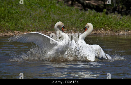 Cigni (Cygnus olor) sparring, Abbotsbury Swannery, Dorset, Inghilterra Foto Stock