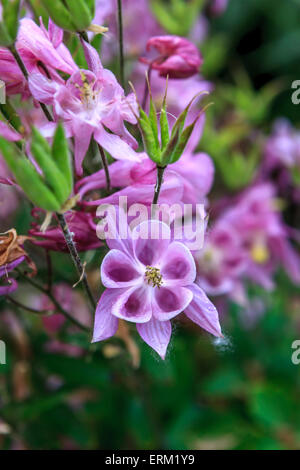 Chiudere l immagine della rosa grazioso Columbine fiori. Foto Stock