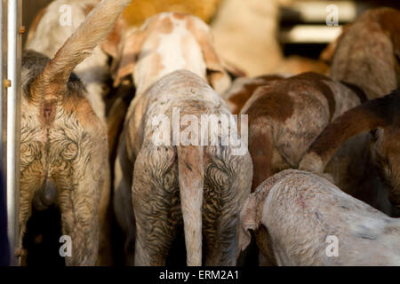 Un pacco di foxhounds. Foto Stock