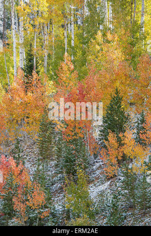 Autunno boschi con alberi di Aspen in luminosi colori autunnali. Foto Stock