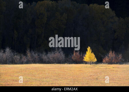 Un singolo aspen tree in autunno colori foglia contro uno sfondo scuro. Foto Stock