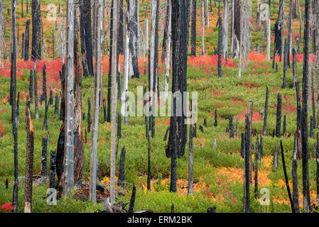 Albero carbonizzati monconi e nuovo vibrante crescita, il rosso e il verde delle foglie e delle piante nella foresta dopo un incendio. Foto Stock