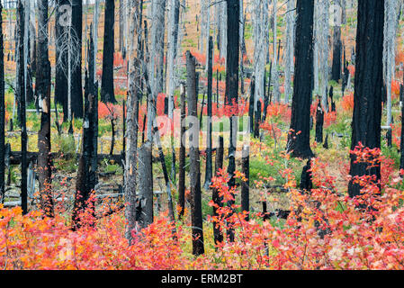 Albero carbonizzati monconi e nuovo vibrante crescita, il rosso e il verde delle foglie e delle piante nella foresta dopo un incendio. Foto Stock