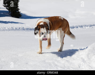 Cane nella neve Foto Stock