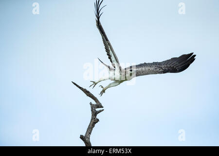 Africa, Sud Africa, il Parco Nazionale Kruger, immaturi Falco pescatore (Pandion haliaetus) ali si diffonde mentre prendere il volo Foto Stock