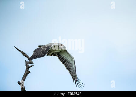 Africa, Sud Africa, il Parco Nazionale Kruger, immaturi Falco pescatore (Pandion haliaetus) ali si diffonde mentre prendere il volo Foto Stock