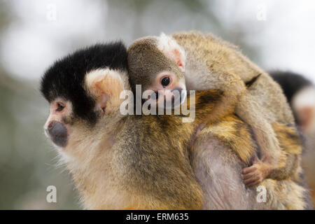 Boliviana (Black-capped) scoiattolo madre scimmia e bambino che porta il bambino sulla schiena (saimiri boliviensis) primo piano Foto Stock