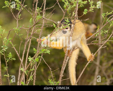 Bolivian (Black-capped) scoiattolo scimmia (saimiri boliviensis) arrampicata in albero Foto Stock