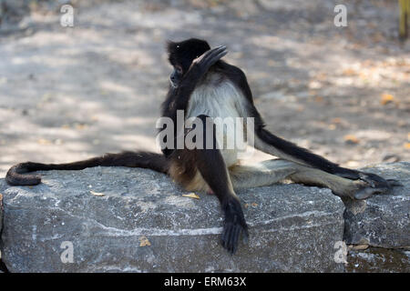 Geoffroy's spider monkey (Ateles geoffroyi), Aka Black-consegnato Spider Monkey seduto sul muro di pietra Foto Stock