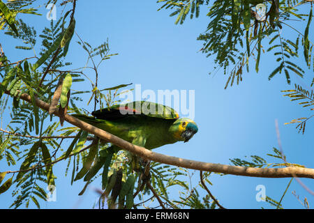Wild Blue-fronteggiata Amazon Parrot, Amazon aestiva, appollaiato su un ramo di un albero del Pantanal, Mato Grosso, Brasile Foto Stock