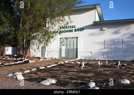 Panno nero spalmato sul terreno in preparazione per il piombo abbattimento degli albatross habitat di nidificazione alla storica P.W. Acciaio e negozio di macchina su atollo di Midway Foto Stock