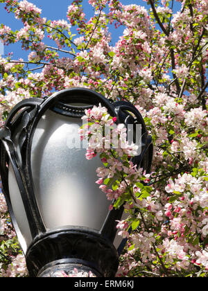 La fioritura dei ciliegi e ghisa lampada posta, al Central Park di New York Foto Stock