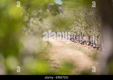 Vino di mele vigneto in California Foto Stock