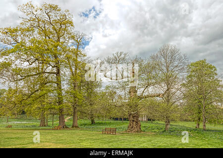 Lussureggiante fogliame in primavera a Petworth House e motivi di piacere e paesaggistici di Capability Brown nel West Sussex, in Inghilterra, Regno Unito. Foto Stock