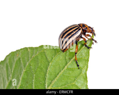 Leptinotarsa decemlineata, Colorado potato beetle su potato leaf. Studio isolato su bianco. Foto Stock