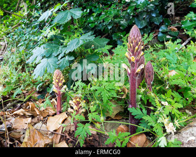 Orobanche hederae, Ivy Succhiamele prataiolo. Parassiti di piante selvatiche in habitat Foto Stock