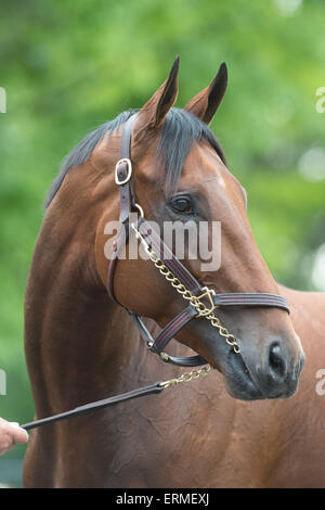 Elmont, New York, Stati Uniti d'America. Il 4 giugno, 2015. 2015 Belmont Stakes contender AMERICAN PHAROAH, addestrati da Bob Baffert è bagnata questa mattina a Belmont Park, giovedì 4 giugno 2015. Credito: Bryan Smith/ZUMA filo/Alamy Live News Foto Stock