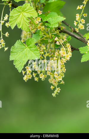 Primo piano di ribes nero (Ribes nigrum) arbusto a fioritura in primavera Foto Stock