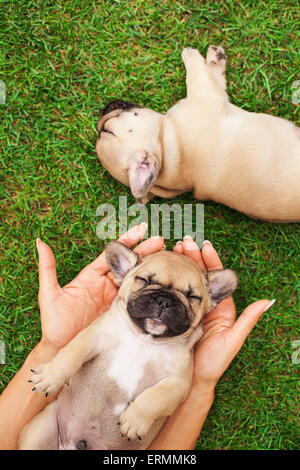 Poco sleeping bulldog francese puppie giacente su un bellissimo prato verde Foto Stock