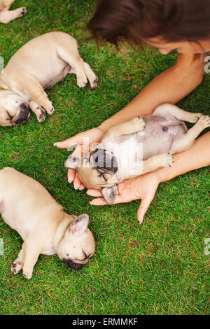 Poco sleeping bulldog francese puppie giacente su un bellissimo prato verde Foto Stock