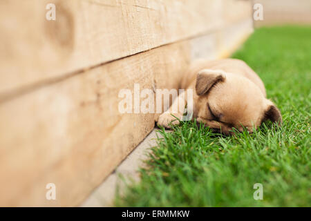 Poco sleeping bulldog francese puppie giacente su un bellissimo prato verde Foto Stock