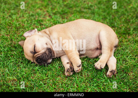 Poco sleeping bulldog francese puppie giacente su un bellissimo prato verde Foto Stock