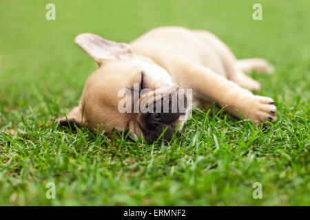 Poco sleeping bulldog francese puppie giacente su un bellissimo prato verde Foto Stock