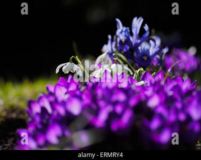 Close-up di fiori di primavera di ottenere il loro primo assaggio di Sun Foto Stock