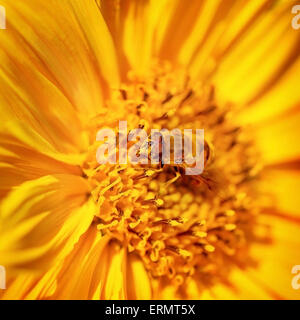 Bella apetta su un luminoso giallo fiore di gerbera, grazioso insetto raccoglie il polline dal fiore al miele, la bellezza della natura selvaggia Foto Stock