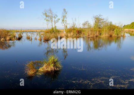 La brughiera, Goldenstedter Moor riserva naturale, Bassa Sassonia, Germania Foto Stock