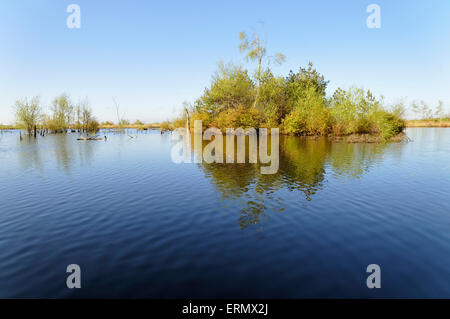 La brughiera, Goldenstedter Moor riserva naturale, Bassa Sassonia, Germania Foto Stock