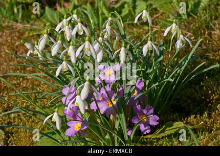 Snowdrops (Galanthus nivalis) e comuni Primula (Primula vulgaris), Baden-Württemberg, Germania Foto Stock