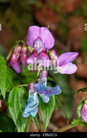 La molla Vetchling (Lathyrus vernus), Baden-Württemberg, Germania Foto Stock