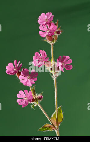 Red Campion (Silene dioica), Baden-Württemberg, Germania Foto Stock