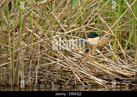 Tarabusino (Ixobrychus minutus), camuffati, stando in piedi in canneti, il Lago di Lucerna, il cantone di Lucerna, Svizzera Foto Stock